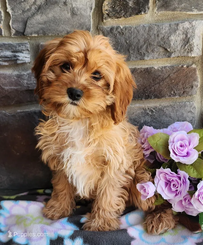 Bella, a female Cavapoo and Cavalier King Charles Spaniel for sale in Woodburn, IN – Photo 1 of 4