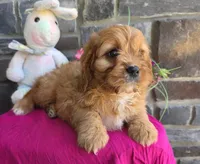 Daffy, a female Cavapoo and Cavalier King Charles Spaniel for sale in Woodburn, IN – Photo 4 of 4