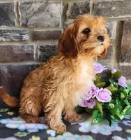 Bella, a female Cavapoo and Cavalier King Charles Spaniel for sale in Woodburn, IN – Photo 3 of 4