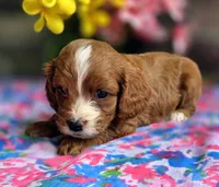 Elaine , a female Cavapoo for sale in Woodburn, IN – 2 of 3