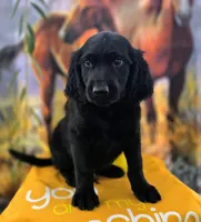 Alfredo , a male Goldendoodle for sale in Woodburn, IN – 6 of 7