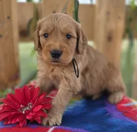 Cash, a male Goldendoodle for sale in Woodburn, IN – 4 of 4