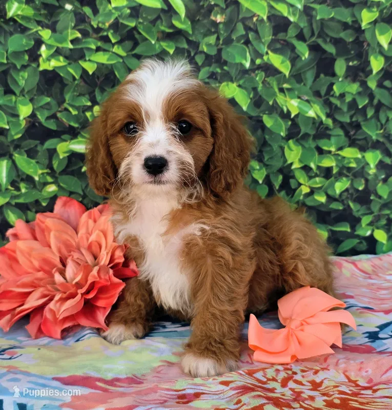 Kayla – Cavapoo puppy for sale in Woodburn, IN