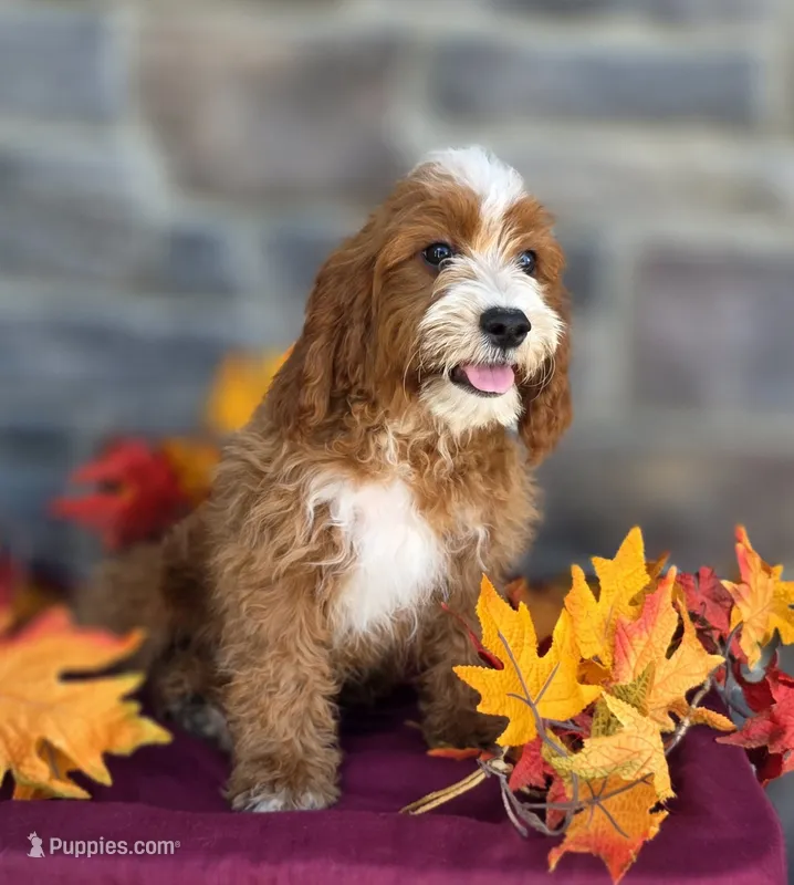 Kassidy – Cavapoo puppy for sale in Woodburn, IN