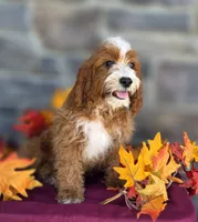 Kassidy, a female Cavapoo for sale in Woodburn, IN – 1 of 3