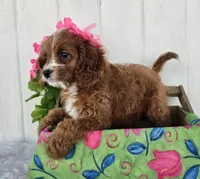Elsa , a female Cavapoo for sale in Woodburn, IN – 3 of 3
