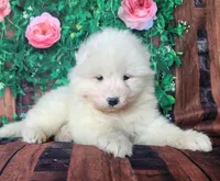 Vanilla, a female Samoyed for sale in Woodburn, IN – Photo 2 of 4