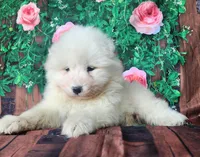 Vanilla, a female Samoyed for sale in Woodburn, IN – Photo 3 of 4