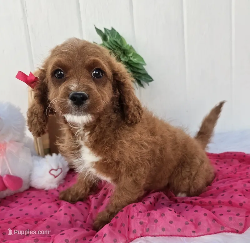 Eleanor  – Cavapoo puppy for sale in Woodburn, IN