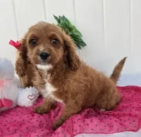 Eleanor , a female Cavapoo for sale in Woodburn, IN – 1 of 4
