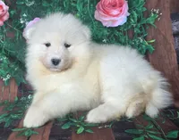 Junebug, a female Samoyed for sale in Woodburn, IN – 2 of 4