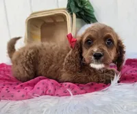 Eleanor , a female Cavapoo for sale in Woodburn, IN – 4 of 4