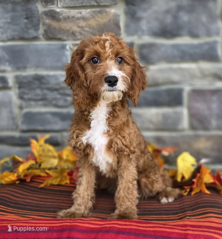 Keegan – Cavapoo puppy for sale in Woodburn, IN