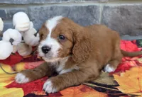 Hickory, a male Cavapoo for sale in Woodburn, IN – 4 of 4