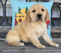 Posey, a female Golden Retriever for sale in Woodburn, IN – 3 of 6