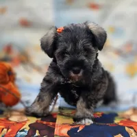 Pookie, a female Miniature Schnauzer for sale in Woodburn, IN – 3 of 4