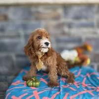 Korbin, a male Cavapoo for sale in Woodburn, IN – 3 of 3