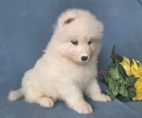 Reef, a male Samoyed for sale in Woodburn, IN – 3 of 4