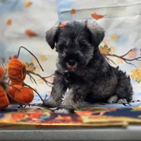 Pookie, a female Miniature Schnauzer for sale in Woodburn, IN – 2 of 4