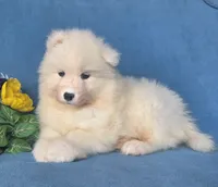 Reef, a male Samoyed for sale in Woodburn, IN – 1 of 4