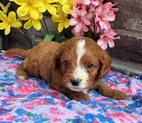 Elaine , a female Cavapoo for sale in Woodburn, IN – 1 of 3