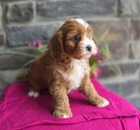 Poppy, a female Cavapoo for sale in Woodburn, IN – Photo 3 of 4