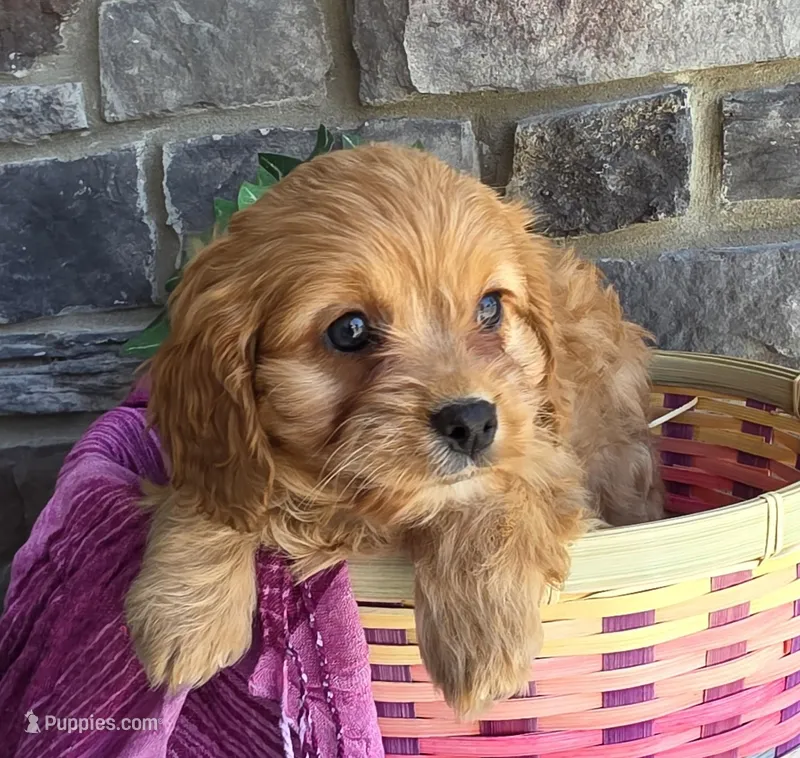 Tulip, a female Cavapoo and Cavalier King Charles Spaniel for sale in Woodburn, IN – Photo 1 of 4