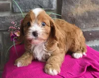 Poppy, a female Cavapoo for sale in Woodburn, IN – Photo 2 of 4