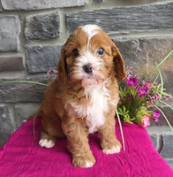 Poppy, a female Cavapoo for sale in Woodburn, IN – Photo 4 of 4