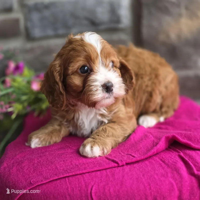 Poppy – Cavapoo puppy for sale in Woodburn, IN