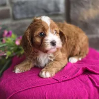 Poppy, a female Cavapoo for sale in Woodburn, IN – Photo 1 of 4
