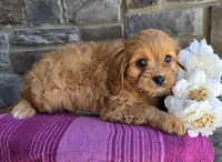 Tulip, a female Cavapoo and Cavalier King Charles Spaniel for sale in Woodburn, IN – Photo 2 of 4