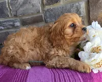 Tulip, a female Cavapoo and Cavalier King Charles Spaniel for sale in Woodburn, IN – Photo 3 of 4