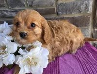 Tulip, a female Cavapoo and Cavalier King Charles Spaniel for sale in Woodburn, IN – Photo 4 of 4