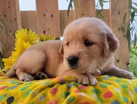 Daisy , a female Golden Retriever for sale in Woodburn, IN – 4 of 4