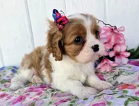 Summer, a female Cavalier King Charles Spaniel for sale in Woodburn, IN – 4 of 4