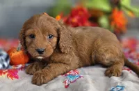 Chia, a female Cavapoo for sale in Woodburn, IN – 4 of 4