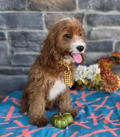 Korbin, a male Cavapoo for sale in Woodburn, IN – 2 of 3