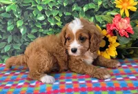 Kady, a male Cavapoo for sale in Woodburn, IN – 4 of 4