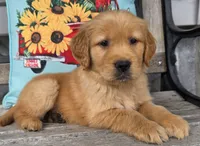Tucker, a male Golden Retriever for sale in Woodburn, IN – 2 of 4