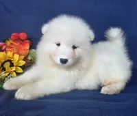 River, a male Samoyed for sale in Woodburn, IN – 1 of 4