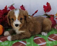 Russet, a male Cavapoo for sale in Woodburn, IN – 3 of 5