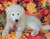 Velvet, a male Samoyed for sale in Woodburn, IN – Photo 2 of 4