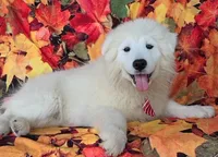 Velvet, a male Samoyed for sale in Woodburn, IN – Photo 1 of 4