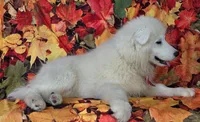 Velvet, a male Samoyed for sale in Woodburn, IN – Photo 4 of 4