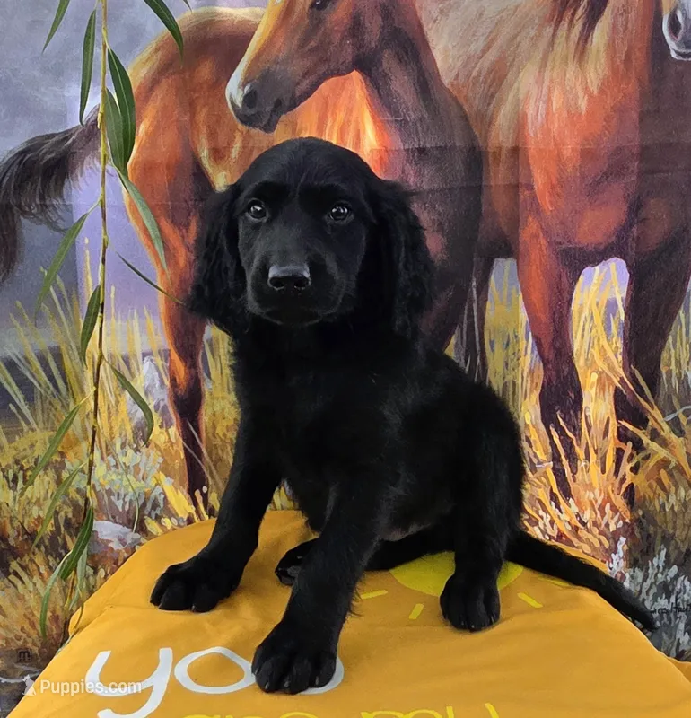 Alfredo  – Goldendoodle puppy for sale in Woodburn, IN