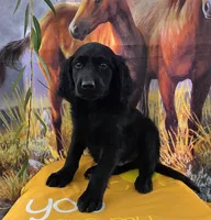 Alfredo , a male Goldendoodle for sale in Woodburn, IN – 1 of 7