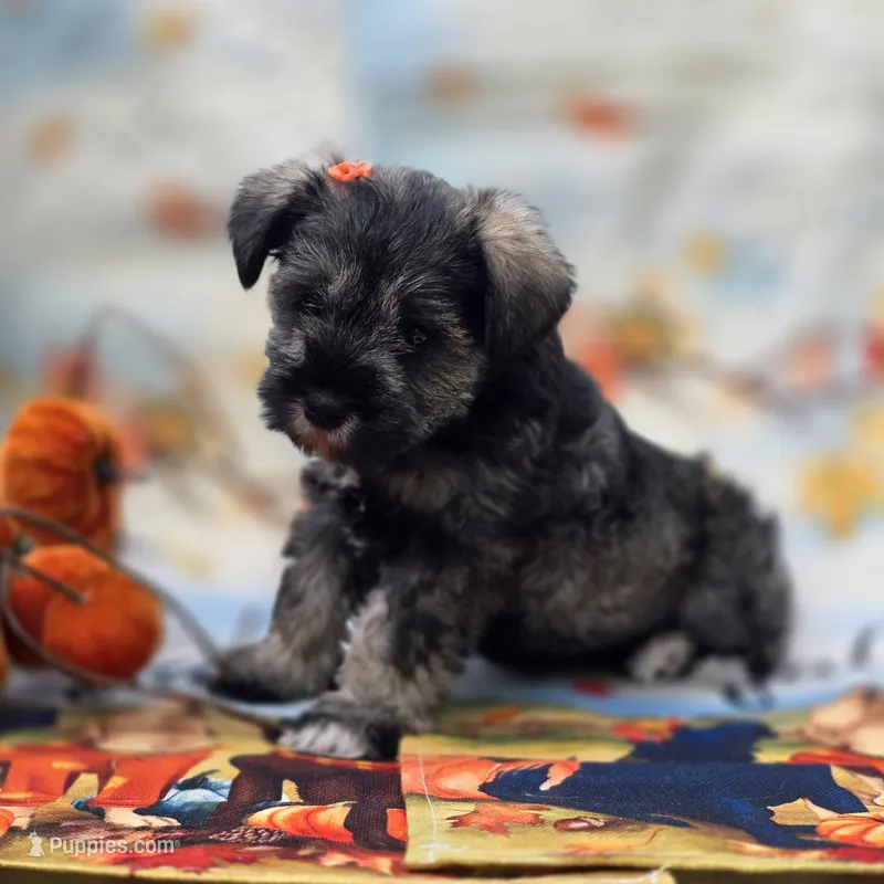 Pookie – Miniature Schnauzer puppy for sale in Woodburn, IN