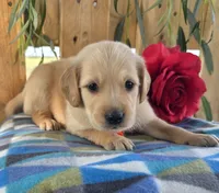 Mochie , a male Goldendoodle for sale in Woodburn, IN – 2 of 4