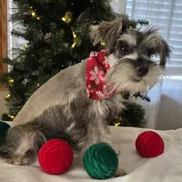 Buster, a male Miniature Schnauzer for sale in Woodburn, IN – Photo 3 of 3